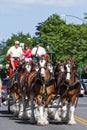 Budweiser Clydesdales in Coeur d' Alene, Idaho Royalty Free Stock Photo