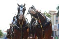 Budweiser clydesdales Royalty Free Stock Photo