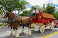 Budweiser Clydesdales getting ready to parade Royalty Free Stock Photo