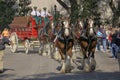 Budweiser Clydesdales Royalty Free Stock Photo