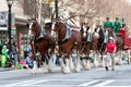 Budweiser Clydesdales Strut In Parade