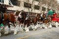 Budweiser Clydesdales Trot In St. Patty's Parade