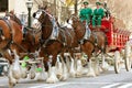 Budweiser Clydesdales Walk In St. Patty's Parade Royalty Free Stock Photo