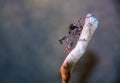 Budwing mantis on branch of a tree on a blue background Royalty Free Stock Photo