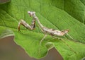 Budwing mantis on leaf Royalty Free Stock Photo