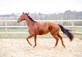 Budyonny horse trotting in the paddock