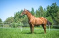 Budyonny mare in halter in green meadow Royalty Free Stock Photo