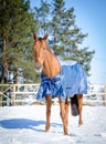 Budyonny mare horse in blanket Royalty Free Stock Photo
