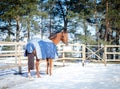 Budyonny mare horse in blanket Royalty Free Stock Photo