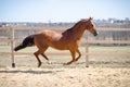 Budyonny mare horse galloping in paddock Royalty Free Stock Photo