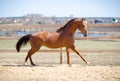 Budyonny mare horse galloping Royalty Free Stock Photo