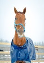 Budyonny mare horse in halter and blanket Royalty Free Stock Photo