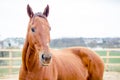 Budyonny red mare horse in paddock in spring Royalty Free Stock Photo