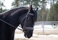 Budyonny red mare horse in paddock in springblack mare horse smirking during training Royalty Free Stock Photo