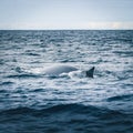 Bue Fin whale swimming in the Atlantic Ocean, surfaces off Pico Island in the Azores, Portugal and showing his dorsal Royalty Free Stock Photo