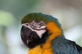 Bue & Gold Macaw, Exotic, Bird, Amazon Parrot, Species Royalty Free Stock Photo