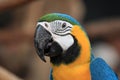 Bue and yellow Macaw Royalty Free Stock Photo