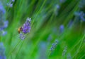 Beautiful bee on a lavender flower