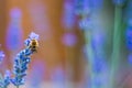 Beautiful bee on a lavender flower