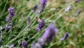 Beautiful butterfly flying around lavender flowers