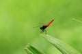 A bueatiful dragonfly standing on a leaf Royalty Free Stock Photo