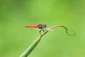 A bueatiful dragonfly standing on a leaf