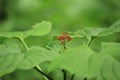 A bueatiful flower in a plant