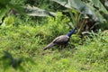 A bueatiful peacock