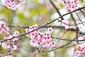 Bueatiful sakura with green background Royalty Free Stock Photo