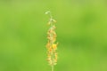 A bueatiful yellow flower on a plant