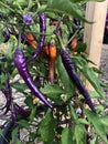 Buena Mulata Cayenne Peppers Growing in the Garden - Capsicum annuum Royalty Free Stock Photo