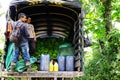 BUENAVISTA, QUINDIO, COLOMBIA, 15 AUGUST, 2018: Banana harvesting