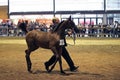 Horse breed show an auction at `La Rural`