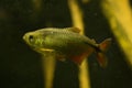 The Buenos Aires tetra Hyphessobrycon anisitsi. Royalty Free Stock Photo