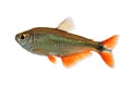 Buenos Aires tetra (Hyphessobrycon anisitsi) Royalty Free Stock Photo