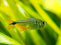 Buenos Aires tetra Hyphessobrycon anisitsi isolated in a fish tank with blurred background Royalty Free Stock Photo