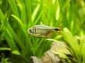 Buenos Aires tetra Hyphessobrycon anisitsi isolated in a fish tank with blurred background Royalty Free Stock Photo