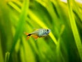 Buenos Aires tetra Hyphessobrycon anisitsi isolated in a fish tank with blurred background Royalty Free Stock Photo