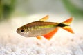 Buenos aires tetra Hyphessobrycon anisitsi tropical aquarium fish Royalty Free Stock Photo