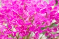 Purple Mokara orchids in the farm Royalty Free Stock Photo