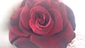 Buetiful red rose