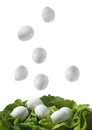 bufala mozzarella falling on salad Royalty Free Stock Photo