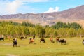 Bufalo on Highland with blue sky Royalty Free Stock Photo