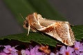 Buff arches moth. Royalty Free Stock Photo