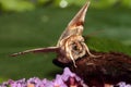Buff arches moth. Royalty Free Stock Photo