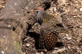 Buff Banded Rail Royalty Free Stock Photo