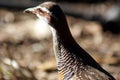 Buff Banded Rail Bird