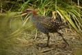 Buff-banded Rail Gallirallus philippensis is a distinctively coloured, highly dispersive, medium-sized rail of the family