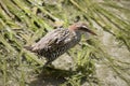 the buff banded rail is looking for food