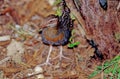 The buff-banded rail Hypotaenidia philippensis